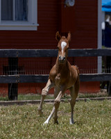 ShermanRanch0524_3616