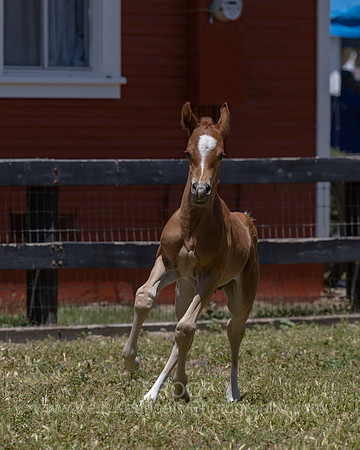 ShermanRanch0524_3616