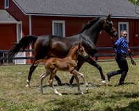 ShermanRanch0524_3391