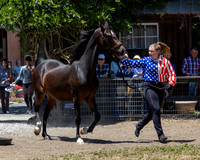 7) Contessa SMP HA Colt