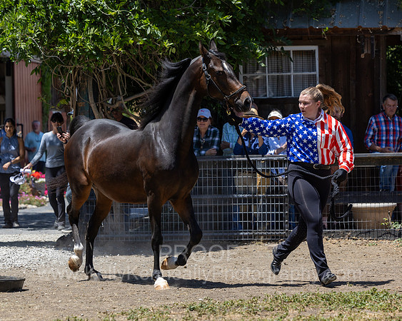 ShermanRanch0524_3324