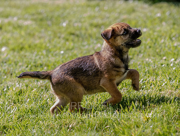 TrixieLitter0520-0577