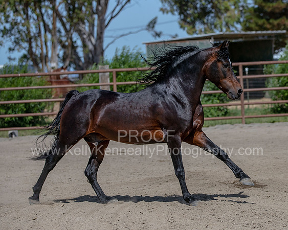 PromisesLegacy0520_0663