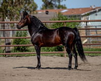 PromisesLegacy0520_0669