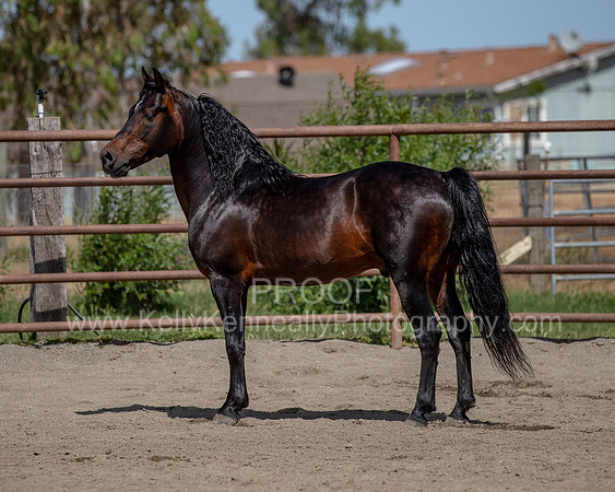 PromisesLegacy0520_0669
