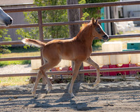 Necho0520-0043