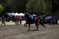 Class 294 Reg 2 Arabian English Show Hack Championship JTR 18 yrs/Under