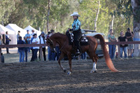Class 313 Reg 2 Arabian Western Pleasure Championship