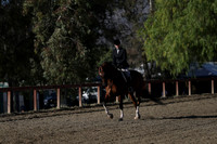 Class 130 Arabian Hunter Pleasure AAOTR 19-54 Years