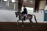 Class 18 Arabian Hunter Pleasure Limit Horses