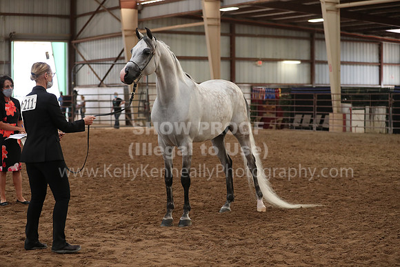 SilverBuckle20_FriAM_1915