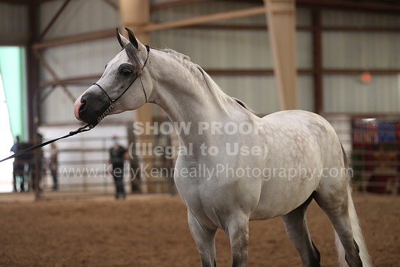 SilverBuckle20_FriAM_1916