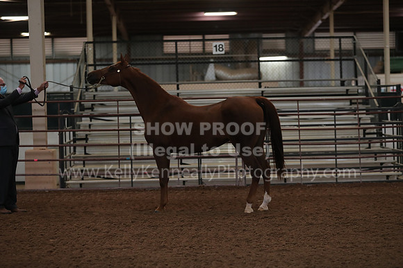 SilverBuckle20_FriAM_1795
