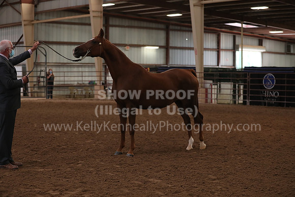 SilverBuckle20_FriAM_1800