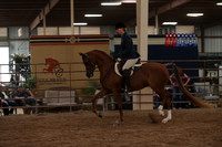 Class 210 Aarabian Hunter Pleasure Ladies & Gentlemen to ride
