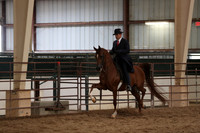 Class 311 Arabian English Pleasure Championship