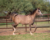 Showstopper20-3315