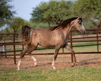 Showstopper20-3313