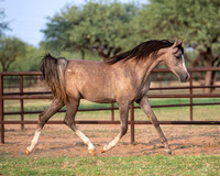 Showstopper20-3314