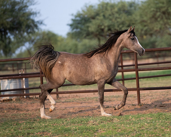 Showstopper20-3312