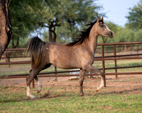 Showstopper20-3311