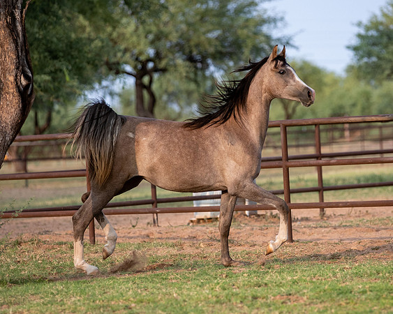 Showstopper20-3311