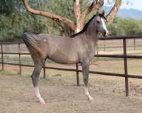 Showstopper20-3292
