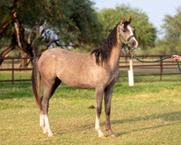 Showstopper20-3128