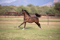Footloose&FancyRS20-3015