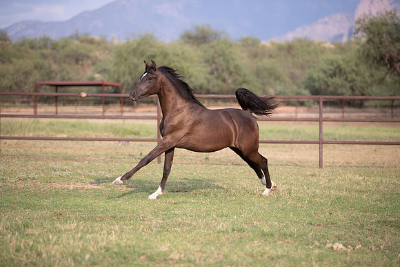 Footloose&FancyRS20-3015
