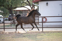Footloose&FancyRS20-3044
