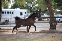 Footloose&FancyRS20-3038