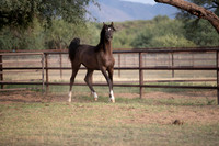 Footloose&FancyRS20-2987