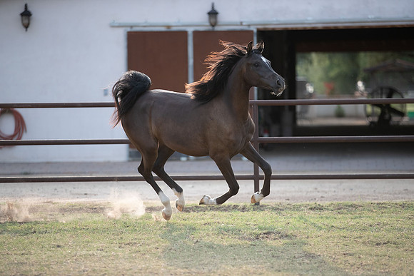 Footloose&FancyRS20-2971