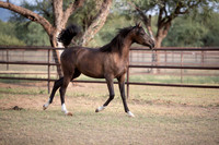 Footloose&FancyRS20-2937