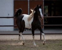 TexasRangerRS20-3912