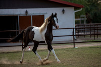 TexasRangerRS20-3919