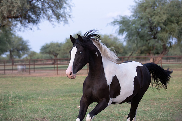 TexasRangerRS20-3888