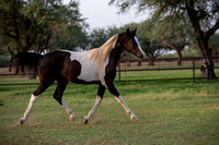 TexasRangerRS20-3931