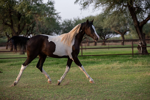 TexasRangerRS20-3931