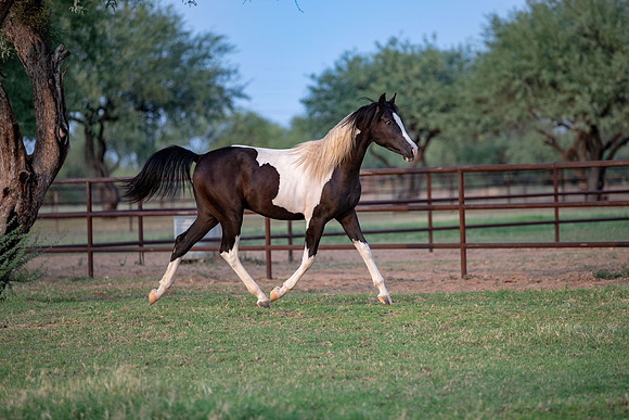 TexasRangerRS20-3843
