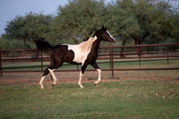 TexasRangerRS20-3847