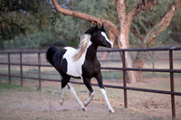 TexasRangerRS20-3780
