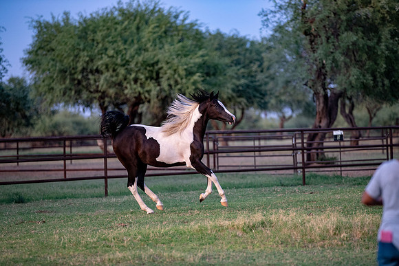 TexasRangerRS20-3749