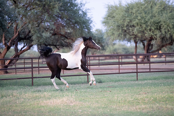 TexasRangerRS20-3745