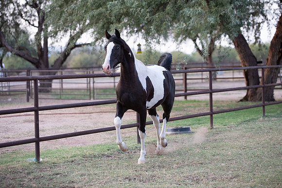 TexasRangerRS20-3722