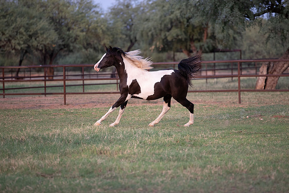 TexasRangerRS20-3728