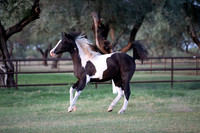 TexasRangerRS20-3739