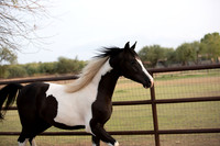 TexasRangerRS20-3704
