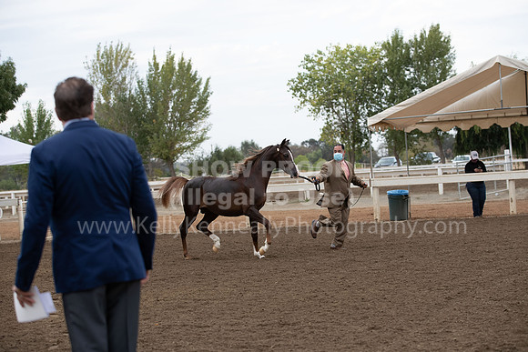 DAHAFall20_Halter-5798
